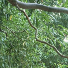 Salix matsudana at Paddys River, ACT - 29 Dec 2019