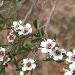 Kunzea ericoides (Burgan) at Paddys River, ACT - 29 Dec 2019 by JaneR