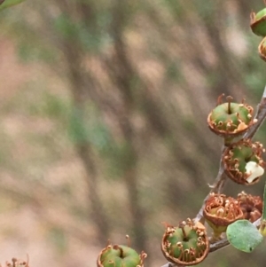 Kunzea ericoides at Paddys River, ACT - 29 Dec 2019 02:20 PM