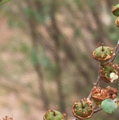Kunzea ericoides at Paddys River, ACT - 29 Dec 2019