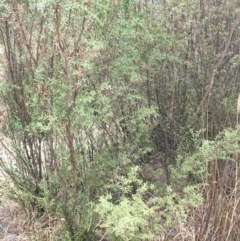 Kunzea ericoides at Paddys River, ACT - 29 Dec 2019 02:20 PM