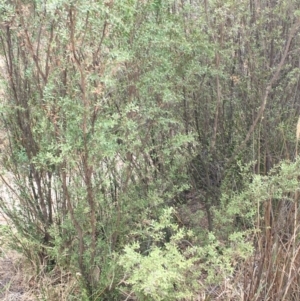 Kunzea ericoides at Paddys River, ACT - 29 Dec 2019