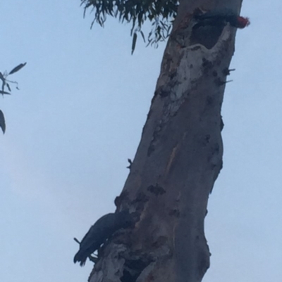 Callocephalon fimbriatum (Gang-gang Cockatoo) at Red Hill, ACT - 29 Dec 2019 by Flutteringsparrow2