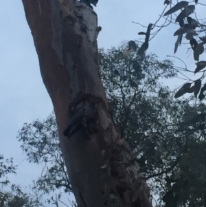 Callocephalon fimbriatum at Red Hill, ACT - 29 Dec 2019