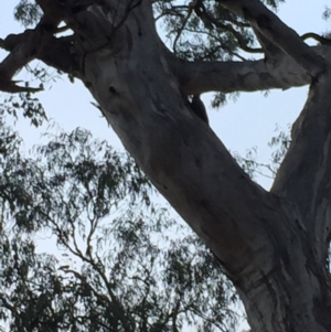 Callocephalon fimbriatum at Red Hill, ACT - suppressed