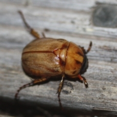 Cyclocephala signaticollis (Argentinian scarab) at Tathra Public School - 29 Dec 2019 by Advance