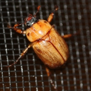 Cyclocephala signaticollis at Tathra Public School - 29 Dec 2019