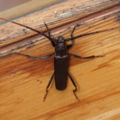 Xystrocera virescens (Large Brown Longhorn Beetle) at Tathra Public School - 29 Dec 2019 by KerryVance2