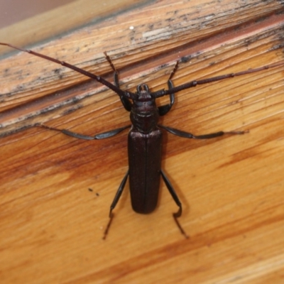 Xystrocera virescens (Large Brown Longhorn Beetle) at Tathra Public School - 29 Dec 2019 by Advance