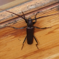 Xystrocera virescens (Large Brown Longhorn Beetle) at - 29 Dec 2019 by Advance