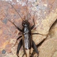 Pteronemobius nundra (A cricket) at Kambah, ACT - 29 Dec 2019 by Marthijn