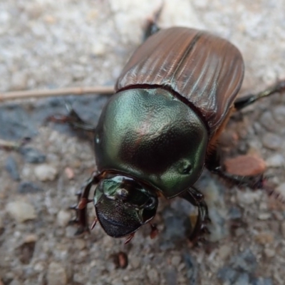 Onitis aygulus (Aygulus dung beetle) at Belconnen, ACT - 29 Dec 2019 by Laserchemisty