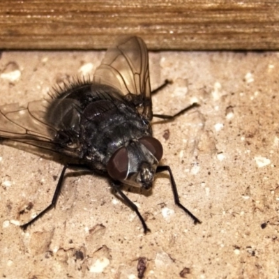Rutilia (Donovanius) sp. (genus & subgenus) (A Bristle Fly) at Banks, ACT - 30 Dec 2019 by UserfaKgHkxs