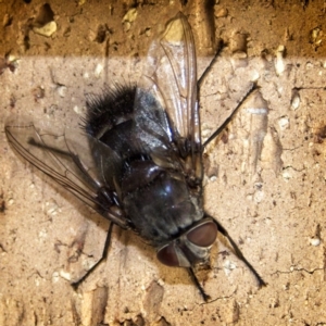 Rutilia (Donovanius) sp. (genus & subgenus) at Banks, ACT - 30 Dec 2019