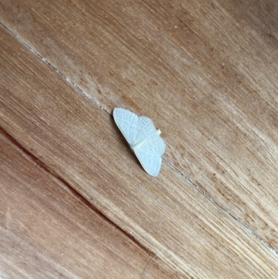 Scopula (genus) (A wave moth (Sterrhinae)) at Wanniassa, ACT - 30 Dec 2019 by jks