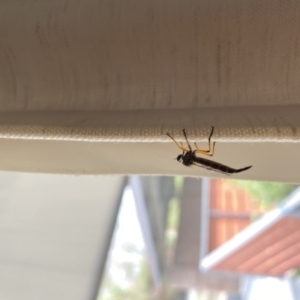 Cerdistus sp. (genus) at Wanniassa, ACT - 28 Dec 2019