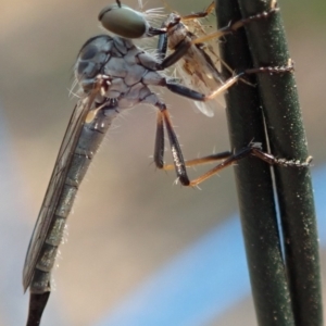 Cerdistus sp. (genus) at Spence, ACT - 28 Dec 2019 10:02 AM