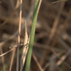 Acrida conica at Amaroo, ACT - 26 Dec 2019