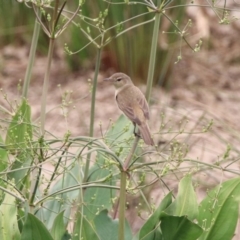 Acrocephalus australis (Australian Reed-Warbler) at Monash, ACT - 29 Dec 2019 by RodDeb