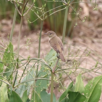 Acrocephalus australis (Australian Reed-Warbler) at Monash, ACT - 29 Dec 2019 by RodDeb