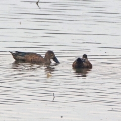 Spatula rhynchotis (Australasian Shoveler) at Tuggeranong Creek to Monash Grassland - 28 Dec 2019 by RodDeb