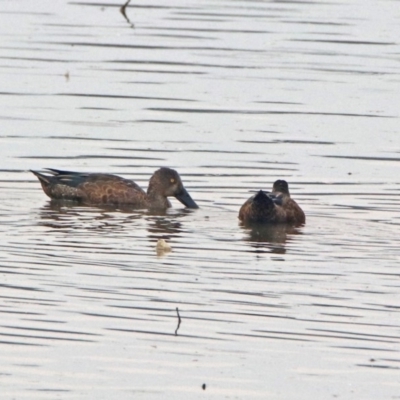 Spatula rhynchotis (Australasian Shoveler) at Isabella Plains, ACT - 28 Dec 2019 by RodDeb