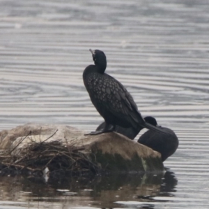 Phalacrocorax sulcirostris at Monash, ACT - 29 Dec 2019