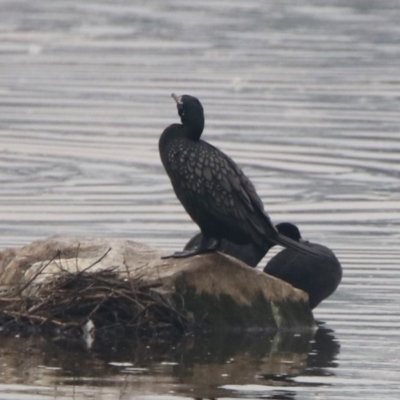 Phalacrocorax sulcirostris (Little Black Cormorant) at Tuggeranong Creek to Monash Grassland - 28 Dec 2019 by RodDeb