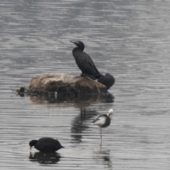 Phalacrocorax sulcirostris at Monash, ACT - 29 Dec 2019