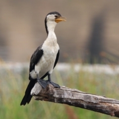 Microcarbo melanoleucos at Monash, ACT - 29 Dec 2019 11:13 AM