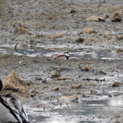 Charadrius melanops (Black-fronted Dotterel) at Tuggeranong Creek to Monash Grassland - 28 Dec 2019 by RodDeb