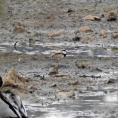 Charadrius melanops (Black-fronted Dotterel) at Monash, ACT - 28 Dec 2019 by RodDeb