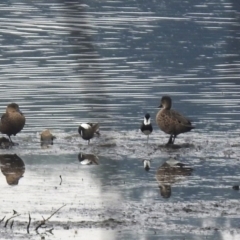 Erythrogonys cinctus (Red-kneed Dotterel) at Monash, ACT - 29 Dec 2019 by RodDeb
