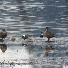 Erythrogonys cinctus (Red-kneed Dotterel) at Isabella Pond - 28 Dec 2019 by RodDeb