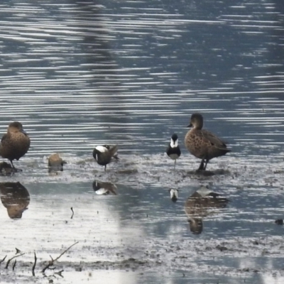 Erythrogonys cinctus (Red-kneed Dotterel) at Monash, ACT - 28 Dec 2019 by RodDeb