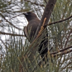 Artamus cyanopterus cyanopterus (Dusky Woodswallow) at Monash, ACT - 28 Dec 2019 by RodDeb