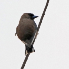 Artamus cyanopterus at Monash, ACT - 29 Dec 2019