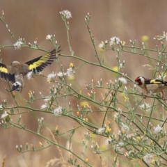 Carduelis carduelis (European Goldfinch) at Monash Grassland - 29 Dec 2019 by RodDeb