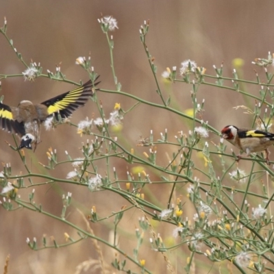 Carduelis carduelis (European Goldfinch) at Monash, ACT - 29 Dec 2019 by RodDeb