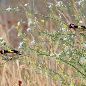 Carduelis carduelis at Monash, ACT - 29 Dec 2019