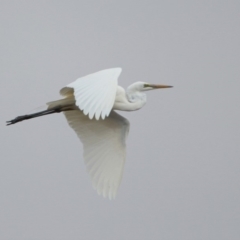 Ardea alba (Great Egret) at Monash, ACT - 29 Dec 2019 by RodDeb
