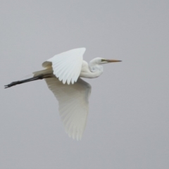 Ardea alba (Great Egret) at Monash, ACT - 28 Dec 2019 by RodDeb