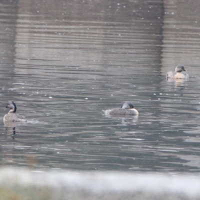 Poliocephalus poliocephalus (Hoary-headed Grebe) at Tuggeranong Creek to Monash Grassland - 28 Dec 2019 by RodDeb