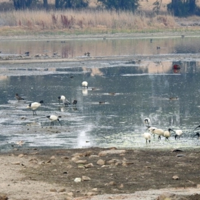 Threskiornis molucca (Australian White Ibis) at Tuggeranong Creek to Monash Grassland - 29 Dec 2019 by RodDeb