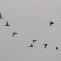 Threskiornis molucca at Monash, ACT - 29 Dec 2019 11:16 AM