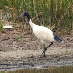 Threskiornis molucca at Monash, ACT - 29 Dec 2019 11:16 AM