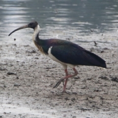 Threskiornis spinicollis (Straw-necked Ibis) at Tuggeranong Creek to Monash Grassland - 28 Dec 2019 by RodDeb