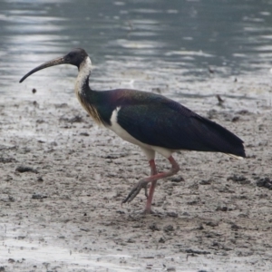 Threskiornis spinicollis at Monash, ACT - 29 Dec 2019