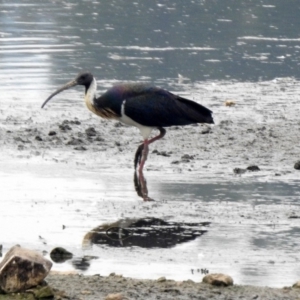 Threskiornis spinicollis at Monash, ACT - 29 Dec 2019