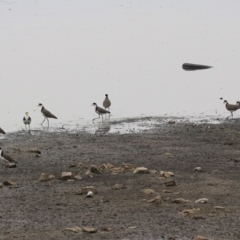 Vanellus miles (Masked Lapwing) at Tuggeranong Creek to Monash Grassland - 28 Dec 2019 by RodDeb